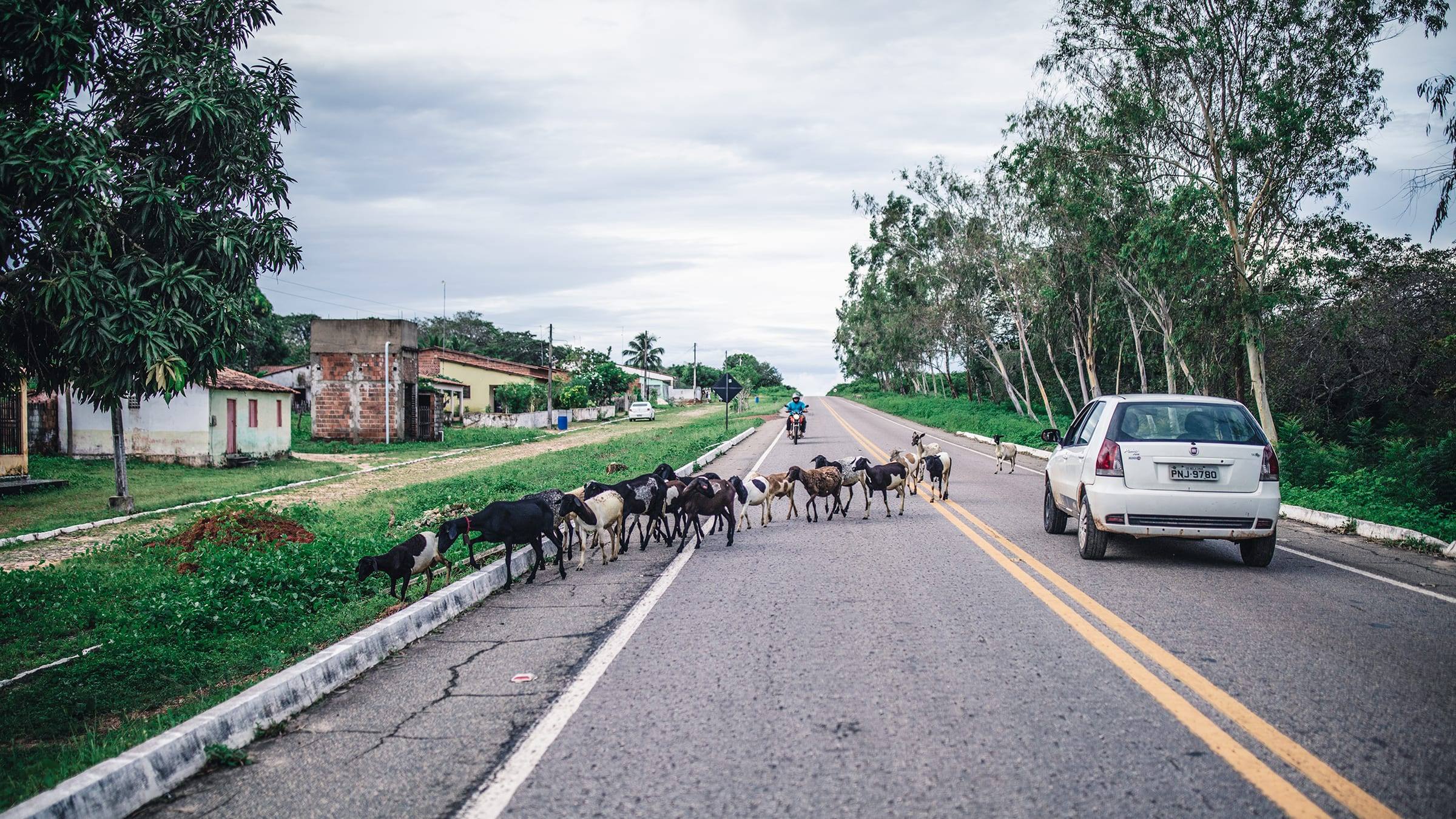 Goats cross a two lane road through a small town as a car passes